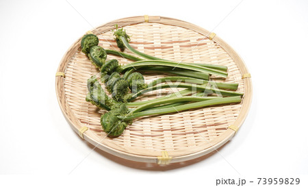 新鮮な青こごみ　山菜 73959829