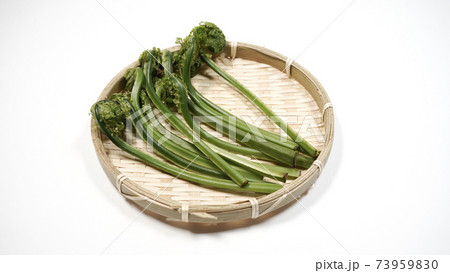 新鮮な青こごみ　山菜 73959830