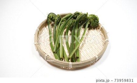 新鮮な青こごみ 山菜 新鮮な青こごみ 山菜 73959831