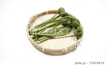 新鮮な青こごみ 山菜 新鮮な青こごみ 山菜 73959874