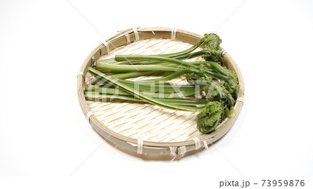 新鮮な青こごみ 山菜 新鮮な青こごみ 山菜 73959876