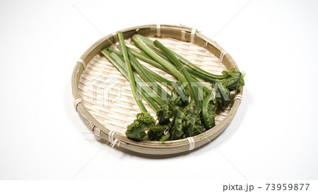 新鮮な青こごみ 山菜 新鮮な青こごみ 山菜 73959877