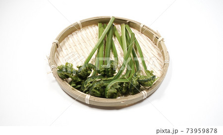 新鮮な青こごみ 山菜 新鮮な青こごみ 山菜 73959878