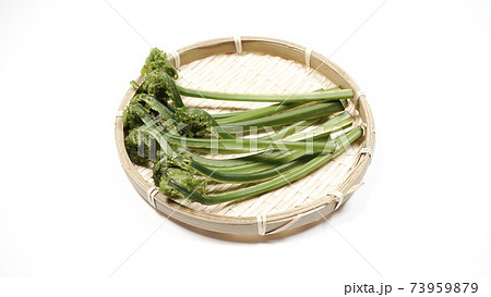 新鮮な青こごみ　山菜 73959879