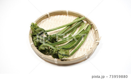 新鮮な青こごみ 山菜 新鮮な青こごみ 山菜 73959880