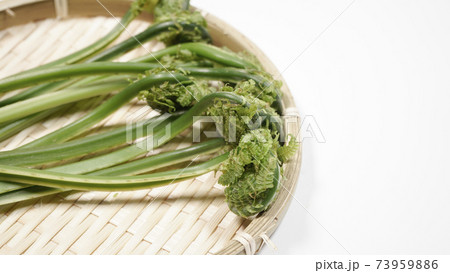 新鮮な青こごみ 山菜 新鮮な青こごみ 山菜 73959886