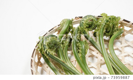 新鮮な青こごみ　山菜 73959887