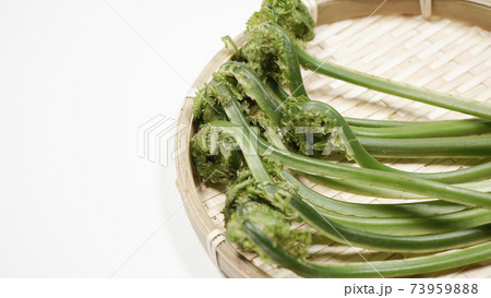 新鮮な青こごみ　山菜 73959888