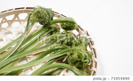 新鮮な青こごみ　山菜 73959890