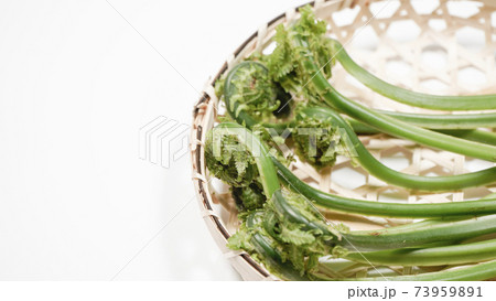 新鮮な青こごみ　山菜 73959891