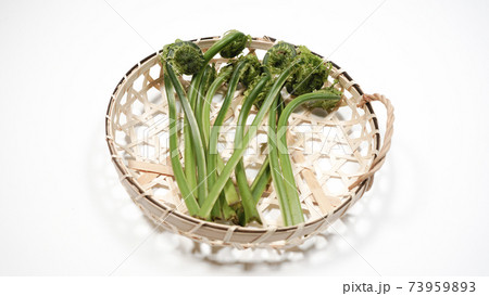 新鮮な青こごみ 山菜 新鮮な青こごみ 山菜 73959893