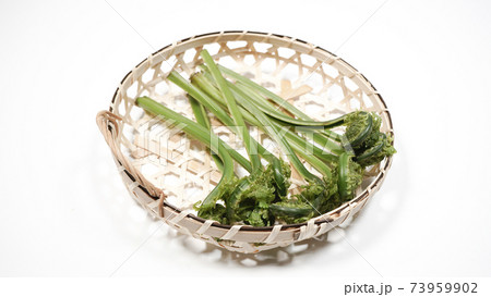 新鮮な青こごみ　山菜 73959902