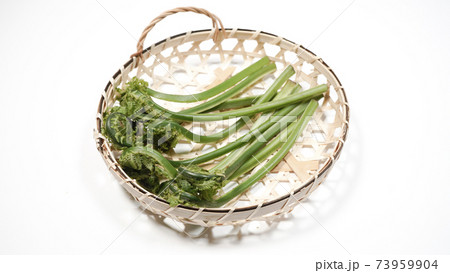 新鮮な青こごみ　山菜 73959904