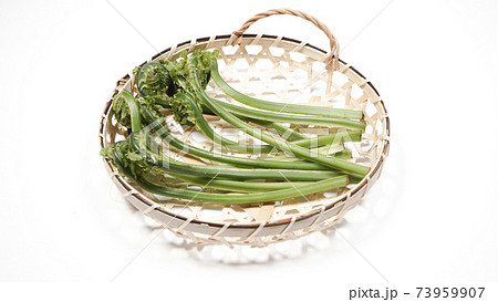 新鮮な青こごみ　山菜 73959907