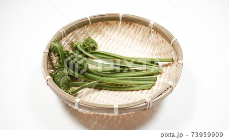 新鮮な青こごみ　山菜 73959909