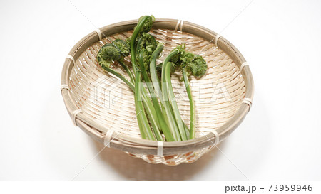 新鮮な青こごみ　山菜 73959946