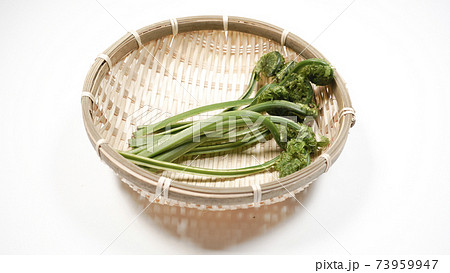 新鮮な青こごみ　山菜 73959947