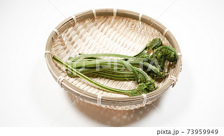 新鮮な青こごみ　山菜 73959949