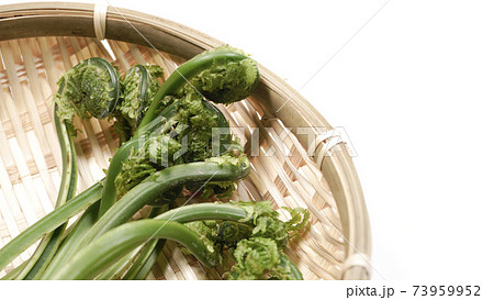 新鮮な青こごみ 山菜 新鮮な青こごみ 山菜 73959952