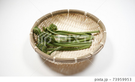 新鮮な青こごみ 山菜 新鮮な青こごみ 山菜 73959953