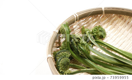 新鮮な青こごみ　山菜 73959955