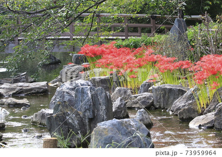 都立東綾瀬公園 水辺の彼岸花 都立東綾瀬公園 水辺の彼岸花 73959964