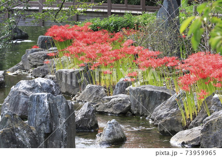 都立東綾瀬公園　水辺の彼岸花 73959965