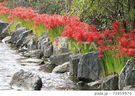 都立東綾瀬公園 水辺の彼岸花 都立東綾瀬公園 水辺の彼岸花 73959970