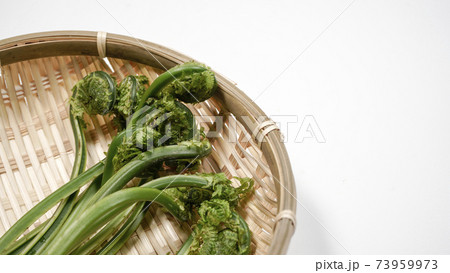 新鮮な青こごみ 山菜 新鮮な青こごみ 山菜 73959973