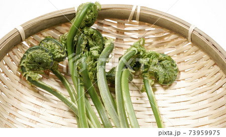 新鮮な青こごみ　山菜 73959975