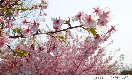 桜並木・春イメージ・桜の木の下・日本の春・待ちわびた春・cherry blossam・穏やかな春の日 73960224