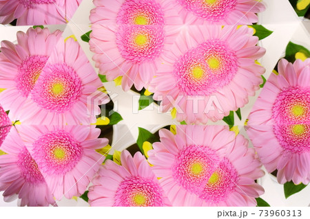 ピンクのガーベラ・生花・万華鏡1 ピンクのガーベラ・生花・万華鏡1 73960313