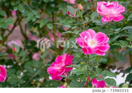 薔薇 オルレアンローズ 岐阜県 花フェスタ記念公園の写真素材