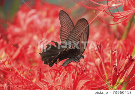 彼岸花とアゲハチョウ 73960418