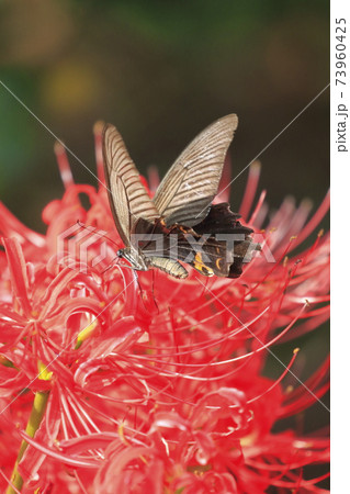 彼岸花とアゲハチョウ 73960425