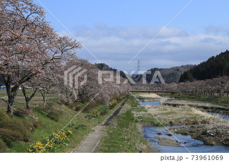 夏井千本桜 夏井千本桜 73961069