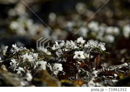 秩父両神地区群生地に咲くセツブンソウの花 73961352