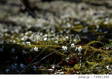 秩父両神地区群生地に咲くセツブンソウの花 73961380
