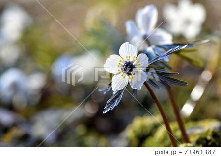 秩父両神地区群生地に咲くセツブンソウの花 秩父両神地区群生地に咲くセツブンソウの花 73961387