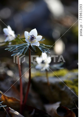 秩父両神地区群生地に咲くセツブンソウの花 秩父両神地区群生地に咲くセツブンソウの花 73961393