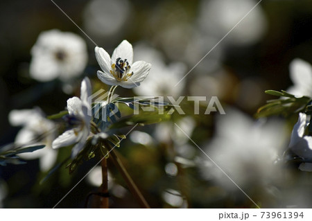 秩父両神地区群生地に咲くセツブンソウの花 秩父両神地区群生地に咲くセツブンソウの花 73961394