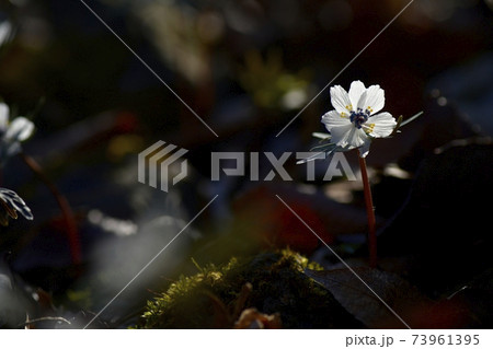 秩父両神地区群生地に咲くセツブンソウの花 秩父両神地区群生地に咲くセツブンソウの花 73961395