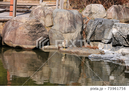 ホシゴイ　昼寝 73961756