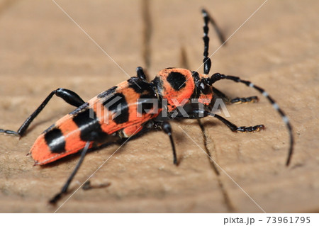 アカジマトラカミキリ 73961795