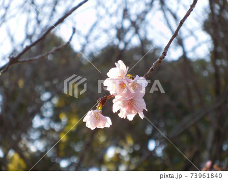 夕陽に照らされて咲く桃色の桜 夕陽に照らされて咲く桃色の桜 73961840