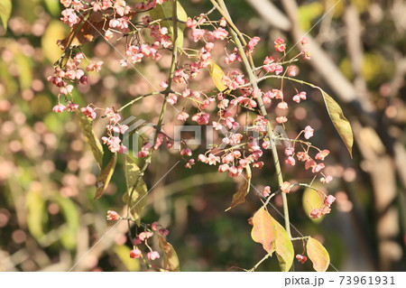 まゆみの写真素材