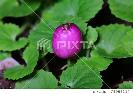 オオミムラサキコケモモ 大実紫苔桃 の写真素材