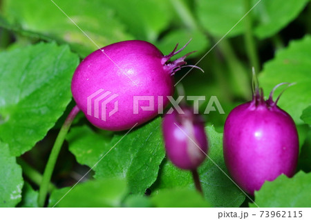 オオミムラサキコケモモ 大実紫苔桃の写真素材