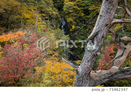 不動の滝と紅葉　群馬県長野原町　不動大橋 73962397