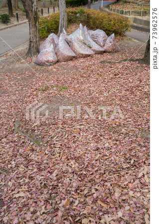 落ち葉掃除 73962576